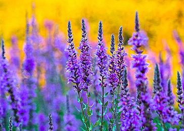 质量保证团队再次被裁 暴雪QA副总裁建议相关员工在家办公